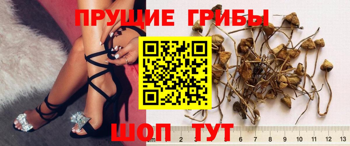 Псилоцибиновые грибы Cubensis  Галлюциногенные грибы Psilocybe  Вход с VPN  закладка  Саки 